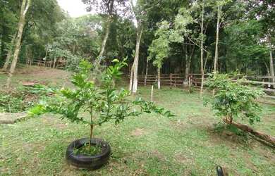 Imagem 4: Sítio taquara Chácara com venda por R$54.000