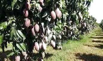 Imagem 2: Sitio com 8 alqueires na cidade de Alvares Florence-SP