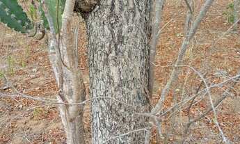 Imagem 3: Vendo 36 tarefas de terra em Itaberaba-BA