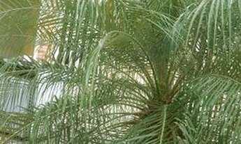 Imagem 4: Casa para alugar