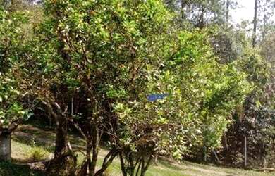 Imagem 5: Sítio com 3 dormitórios à venda, 13000 m² por R$ 1.100.000,00 - Itapevi - Itapevi/SP