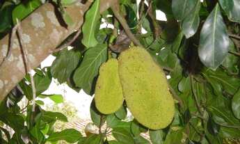 Imagem 4: Loteamento - Condomínio Tuiuti/SP