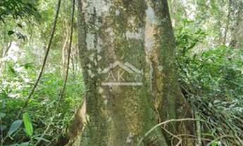 Imagem 6: Área de terras com potencial de vista em Picada Café na serra gaúcha