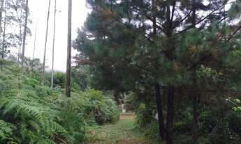 Imagem 5: 7 alqueires em caminho do sul preservação total