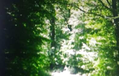 Imagem 3: 7 alqueires em caminho do sul preservação total