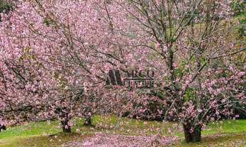 Imagem 7: Terreno à venda, 9395 m² por R$ 680.000,00 - Descansópolis - Campos do Jordão/SP