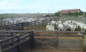 Imagem 3: Excelente fazenda para Pecuária. Município de São Domingos Go