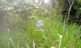 Imagem 5: Machadinho D'Oeste - Sítio - 18 Alqueires