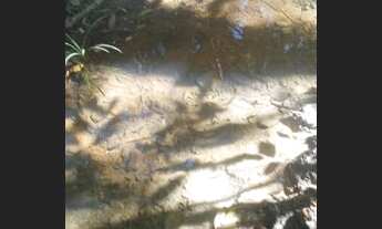 Imagem 6: Fazenda/Sítio/Chácara para venda possui 5000 metros quadrados com 1 quarto