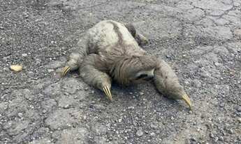 Imagem 4: Lançamento de terrenos e imóveis em Mairiporã