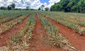 Imagem 3: Oportunidade! Vende-se uma excelente fazenda de 8 Alqueires