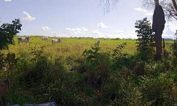 Imagem 5: FAZENDA À VENDA EM CONCEIÇÃO DO PARÁ - PA - 4.855 HECTARES (DUPLA APTIDÃO