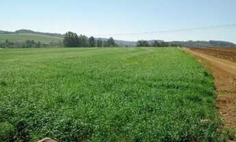 Imagem 5: 6 alq. na região sul de Cascavel