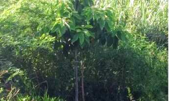 Imagem 3: Vendo terreno 1.500,00 metros quadrados