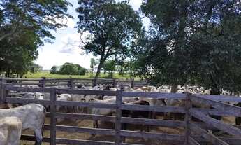 Imagem 2: FAZENDA RELIQUUA