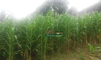 Imagem 5: Sítio com 2 dormitórios à venda, 16384 m² por R$ 1.050.000,00 - Bom Retiro - São José dos