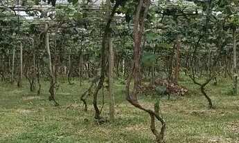 Imagem 4: Vendo chácara no Incra 7, ótima localização