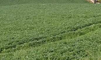 Imagem 7: Excelente área para formar chácaras com 24.200 m² Campo Novo - Campo Magro