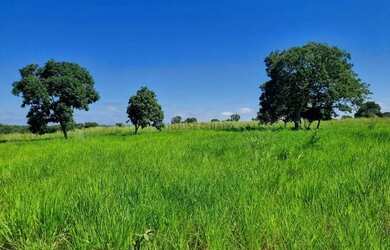Imagem 2: Fazenda Premium a 95 km de Cuiabá: Estrutura Completa e Pastagens Formada