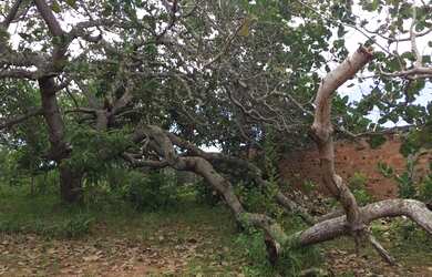 Imagem 6: Lote/Terreno para venda tem 10000 metros quadrados em Vida Nova - Lauro de Freitas - BA
