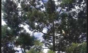 Imagem 7: Terreno enorme Chácara com venda por R$35.000