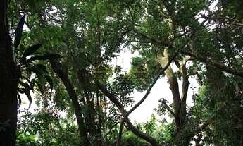 Imagem 3: Florianópolis - Terreno Padrão - JOSE MENDES