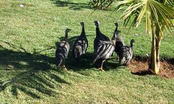 Imagem 7: Linda chácara 22.500 m2 Município de Abadiânia