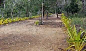 Imagem 2: Lotes de 800m2 estrada da Pitinga