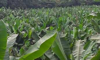 Imagem 6: Sítio 10 Alqueires Produção de Banana (Willian Ricardo