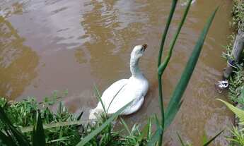 Imagem 5: Chácara lindíssima em São José dos Campos - SP