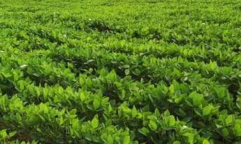 Imagem 3: Venda Fazenda em Nobres, 800 hectares + casa de funcionário e sede + barracão + poço artes