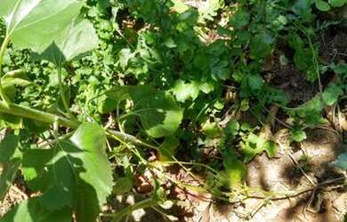 Imagem 6: Chácara a venda em Cocalzinho Condomínio Parque das Águas com area de lazer...