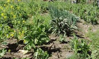 Imagem: Vendo sítio 26 hectares