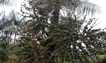 Imagem 5: Lindo Sítio prox.a castanhal