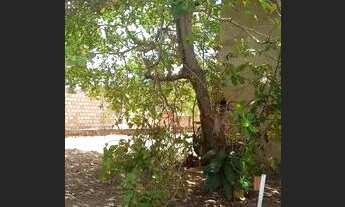 Imagem 6: Casa no joão de barro