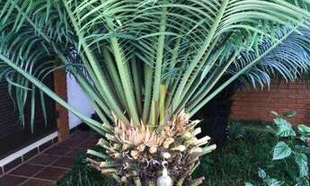 Imagem 4: ALUGA-SE CASA COM 04 DORMITÓRIOS NO JARDIM DANUBIO