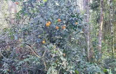 Imagem 7: Área Rural 5 Alqueires - 3 Barras de Cima - Bateias!