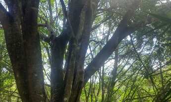 Imagem 4: 10000 metros com curso dágua no centro do terreno. Condomínio Sete Lagos