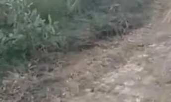 Imagem 3: Chácara DF Planaltina Bonsucesso