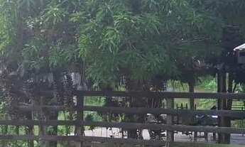 Imagem: Sítio com igarapé negócia