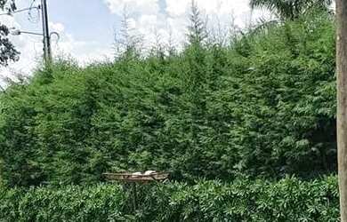 Imagem 7: Chácara em Rua Garbosa Bruller - MONTERRY - Louveira/SP