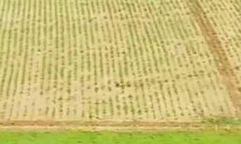 Imagem 3: Sitio de 71.000 metros em Artur Nogueira