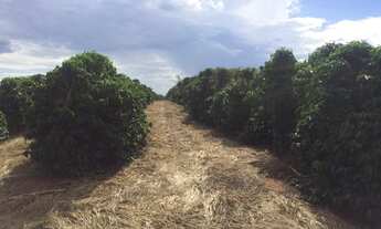 Imagem 2: Fazenda de café em m.g. -estruturada e montada 996 ha.(411 alq.
