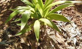 Imagem 3: Vendo Terreno Terreno / lote com venda por R$7.500