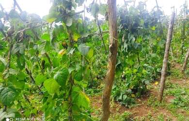 Imagem 5: Chácara com 1 dormitório à venda, 6050 m² por R$ 192.874,00 - Bacaetava - Colombo/PR