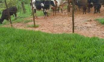 Imagem 6: Fazenda formada 14 ha