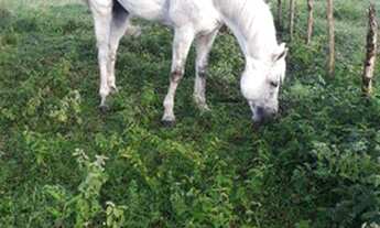 Imagem 6: Excelente Fazenda com 460 hectares na região de Bom Jesus top de luxo