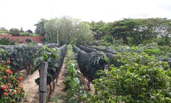 Imagem 3: Videiras de Itaici - Indaiatuba/SP