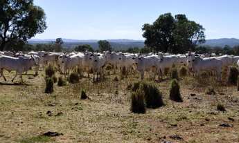 Imagem 6: Fazenda 140 Alqueires Dupla aptidão