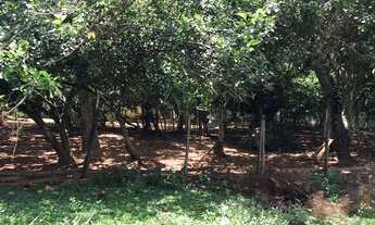 Imagem 4: Chácara 2 alqueires Município de Bela Vista Goias